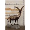 Image 1 : Big Life-sized GREDOS IBEX on a light-weight foam, simulated Rock Base