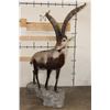 Image 2 : Big Life-sized GREDOS IBEX on a light-weight foam, simulated Rock Base