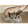 Image 8 : Big Life-sized GREDOS IBEX on a light-weight foam, simulated Rock Base