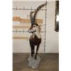 Image 9 : Big Life-sized GREDOS IBEX on a light-weight foam, simulated Rock Base