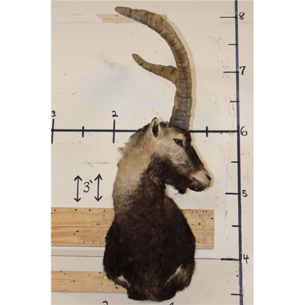 GREDOS IBEX Shoulder Mount
