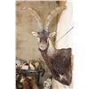 Image 3 : GREDOS IBEX Shoulder Mount
