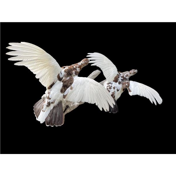 2 Flying ROCK PTARMIGANS on a natural Driftwood Base