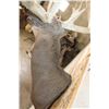 Image 11 : XXL 28-Point WHITETAIL DEER Shoulder Mount with a Heavy Rack