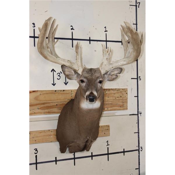 XXL 28-Point WHITETAIL DEER Shoulder Mount with a Heavy Rack