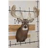 Image 1 : XXL 28-Point WHITETAIL DEER Shoulder Mount with a Heavy Rack