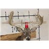 Image 2 : XXL 28-Point WHITETAIL DEER Shoulder Mount with a Heavy Rack