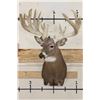 Image 3 : XXL 28-Point WHITETAIL DEER Shoulder Mount with a Heavy Rack