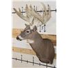 Image 4 : XXL 28-Point WHITETAIL DEER Shoulder Mount with a Heavy Rack