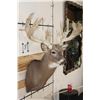 Image 5 : XXL 28-Point WHITETAIL DEER Shoulder Mount with a Heavy Rack