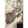 Image 6 : XXL 28-Point WHITETAIL DEER Shoulder Mount with a Heavy Rack