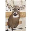 Image 7 : XXL 28-Point WHITETAIL DEER Shoulder Mount with a Heavy Rack