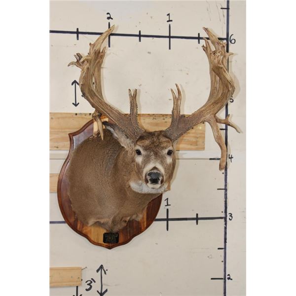 37-Point WHITETAIL DEER Shoulder Mount with Reproduction Antlers after Francis Finks 1948 Kill