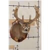 Image 1 : 37-Point WHITETAIL DEER Shoulder Mount with Reproduction Antlers after Francis Finks 1948 Kill