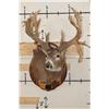 Image 3 : 37-Point WHITETAIL DEER Shoulder Mount with Reproduction Antlers after Francis Finks 1948 Kill