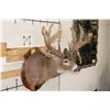 Image 5 : 37-Point WHITETAIL DEER Shoulder Mount with Reproduction Antlers after Francis Finks 1948 Kill