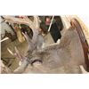 Image 7 : 37-Point WHITETAIL DEER Shoulder Mount with Reproduction Antlers after Francis Finks 1948 Kill