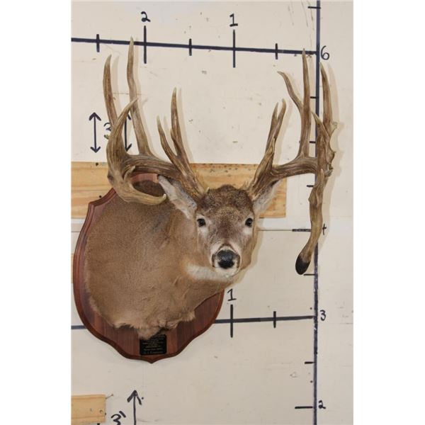 22-Point WHITETAIL DEER Shoulder Mount with Reproduction Antlers after Harold Keitzman's 1940's Find