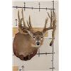 Image 1 : 22-Point WHITETAIL DEER Shoulder Mount with Reproduction Antlers after Harold Keitzman's 1940's Find