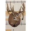Image 3 : 22-Point WHITETAIL DEER Shoulder Mount with Reproduction Antlers after Harold Keitzman's 1940's Find