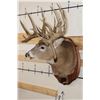 Image 4 : 22-Point WHITETAIL DEER Shoulder Mount with Reproduction Antlers after Harold Keitzman's 1940's Find