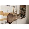 Image 5 : 22-Point WHITETAIL DEER Shoulder Mount with Reproduction Antlers after Harold Keitzman's 1940's Find