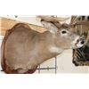 Image 6 : 22-Point WHITETAIL DEER Shoulder Mount with Reproduction Antlers after Harold Keitzman's 1940's Find