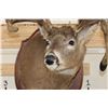 Image 7 : 22-Point WHITETAIL DEER Shoulder Mount with Reproduction Antlers after Harold Keitzman's 1940's Find