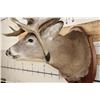Image 8 : 22-Point WHITETAIL DEER Shoulder Mount with Reproduction Antlers after Harold Keitzman's 1940's Find