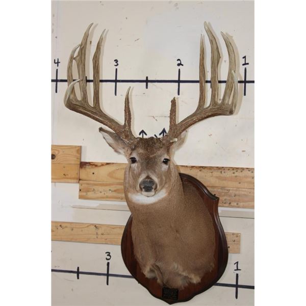 14-Point WHITETAIL Deer Shoulder Mount with Reproduction Antlers, Ranked No. 8 by Boone and Crockett
