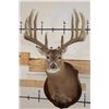Image 1 : 14-Point WHITETAIL Deer Shoulder Mount with Reproduction Antlers, Ranked No. 8 by Boone and Crockett