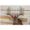 Image 2 : 14-Point WHITETAIL Deer Shoulder Mount with Reproduction Antlers, Ranked No. 8 by Boone and Crockett