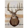 Image 3 : 14-Point WHITETAIL Deer Shoulder Mount with Reproduction Antlers, Ranked No. 8 by Boone and Crockett