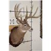 Image 4 : 14-Point WHITETAIL Deer Shoulder Mount with Reproduction Antlers, Ranked No. 8 by Boone and Crockett