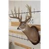 Image 5 : 14-Point WHITETAIL Deer Shoulder Mount with Reproduction Antlers, Ranked No. 8 by Boone and Crockett