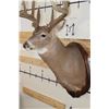 Image 6 : 14-Point WHITETAIL Deer Shoulder Mount with Reproduction Antlers, Ranked No. 8 by Boone and Crockett