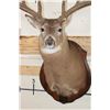 Image 7 : 14-Point WHITETAIL Deer Shoulder Mount with Reproduction Antlers, Ranked No. 8 by Boone and Crockett