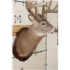Image 8 : 14-Point WHITETAIL Deer Shoulder Mount with Reproduction Antlers, Ranked No. 8 by Boone and Crockett