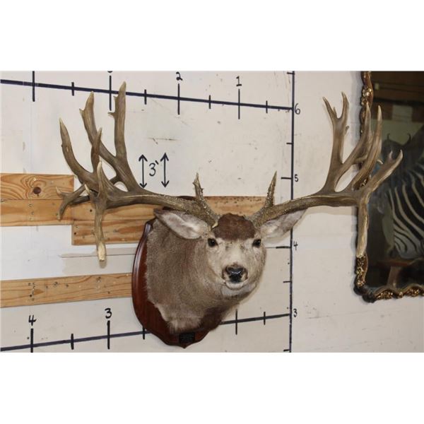 XXXL 27-Point MULE DEER Shoulder Mount with Reproduction Antlers after "The Golden Buck"