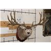 Image 1 : XXXL 27-Point MULE DEER Shoulder Mount with Reproduction Antlers after "The Golden Buck"