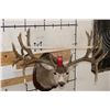 Image 2 : XXXL 27-Point MULE DEER Shoulder Mount with Reproduction Antlers after "The Golden Buck"