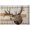 Image 3 : XXXL 27-Point MULE DEER Shoulder Mount with Reproduction Antlers after "The Golden Buck"