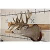Image 4 : XXXL 27-Point MULE DEER Shoulder Mount with Reproduction Antlers after "The Golden Buck"