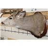Image 5 : XXXL 27-Point MULE DEER Shoulder Mount with Reproduction Antlers after "The Golden Buck"