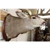 Image 7 : XXXL 27-Point MULE DEER Shoulder Mount with Reproduction Antlers after "The Golden Buck"