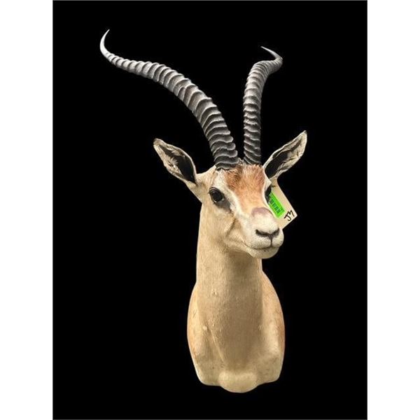 *Trophy Size* GRANT'S GAZELLE Shoulder Mount