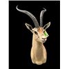 Image 1 : *Trophy Size* GRANT'S GAZELLE Shoulder Mount