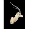 Image 2 : *Trophy Size* GRANT'S GAZELLE Shoulder Mount