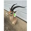 Image 6 : *Trophy Size* GRANT'S GAZELLE Shoulder Mount
