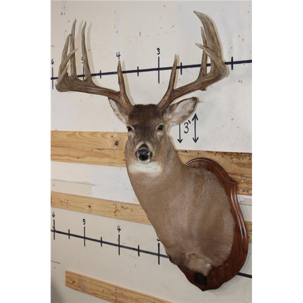 12-Point WHITETAIL DEER Shoulder Mount with Reproduction Antlers after "The Brinegar Buck"